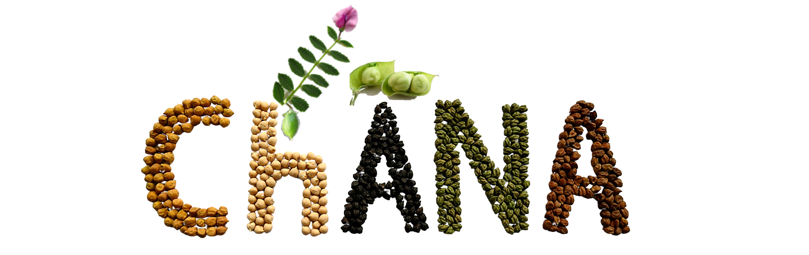 Chickpea Project