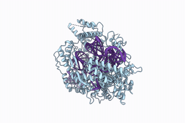 10ZP image