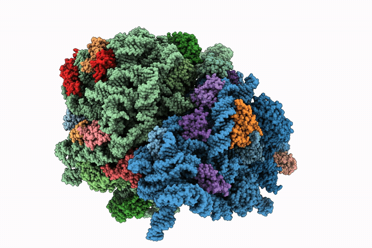 11FV image