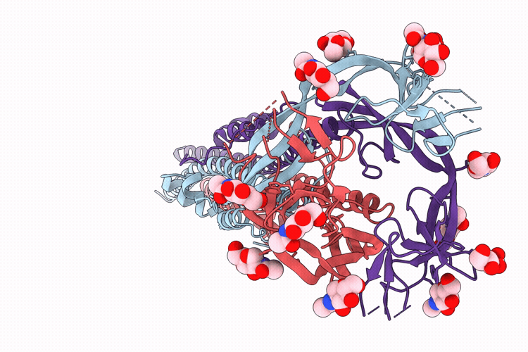11HL image