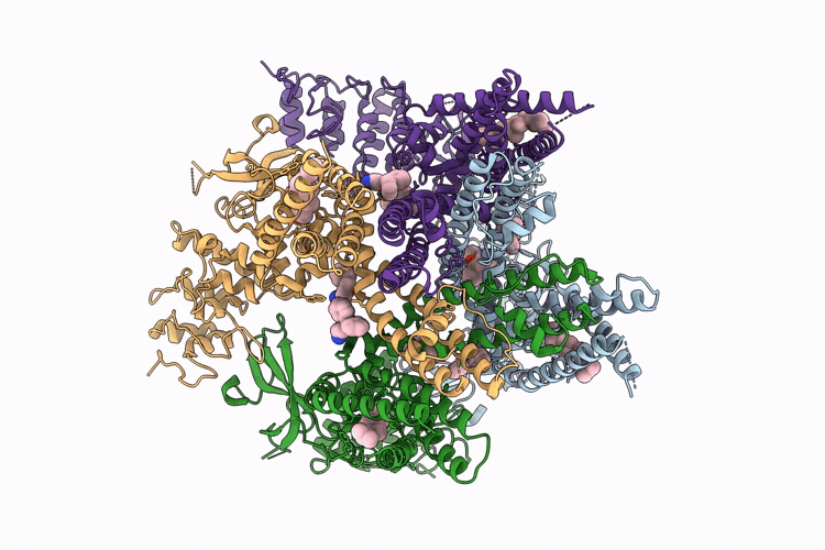 11IB image