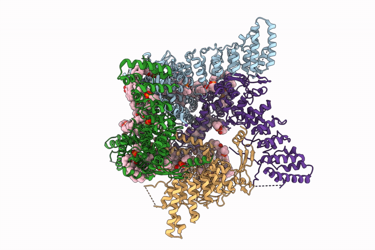 13LM image