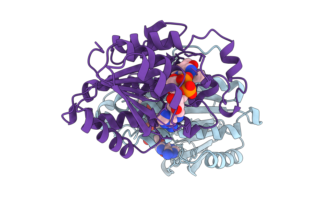 1B16 image