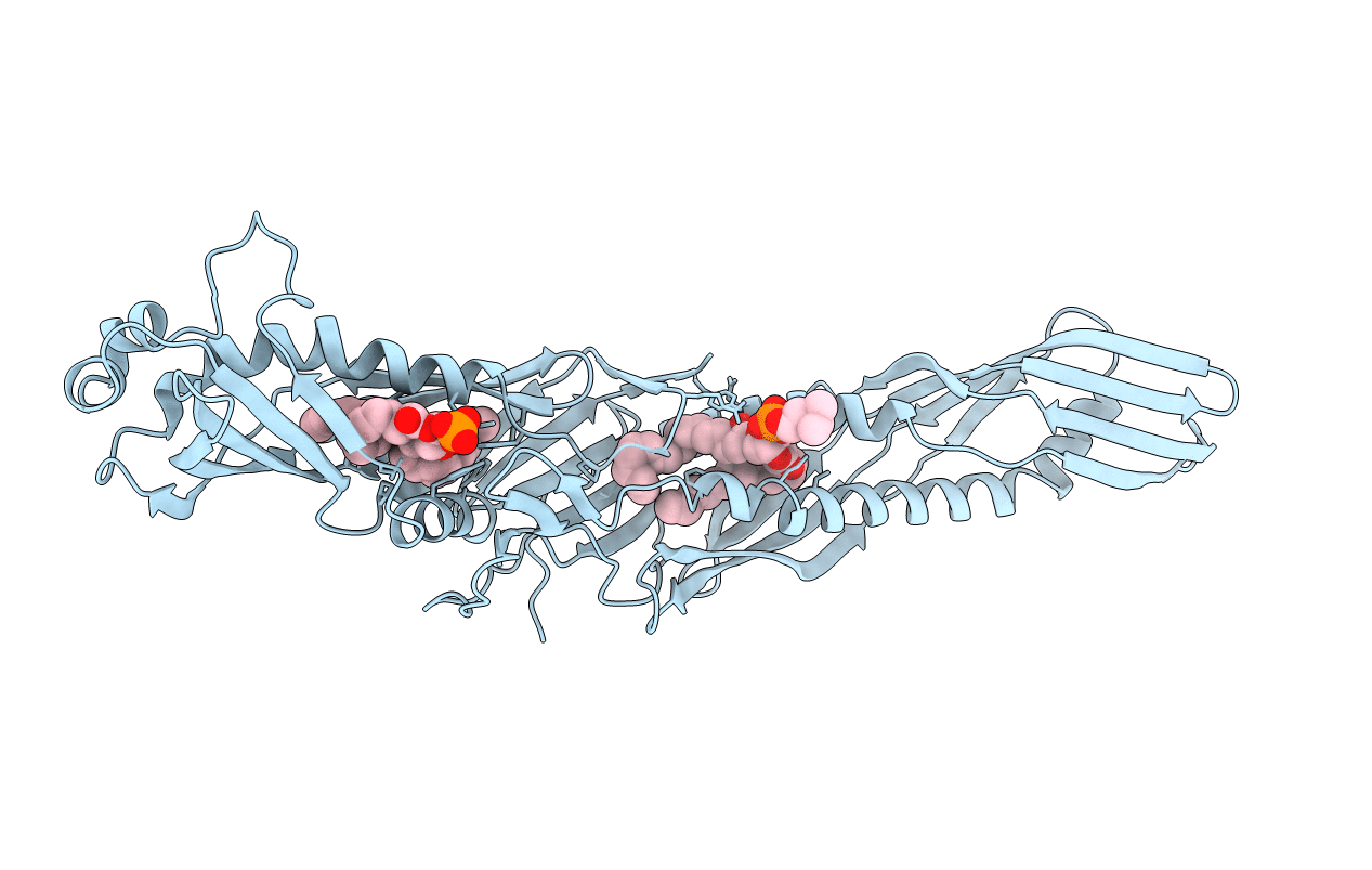 1BP1 image