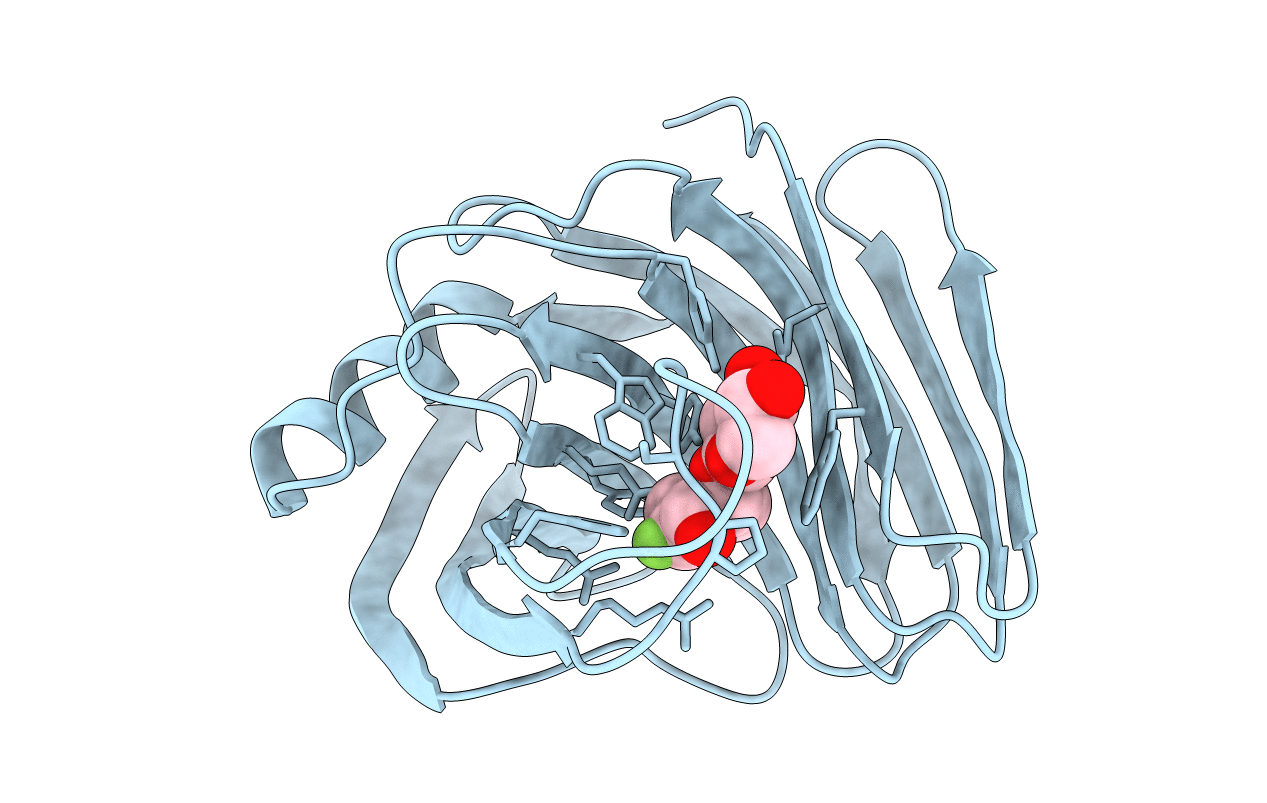1BVV image