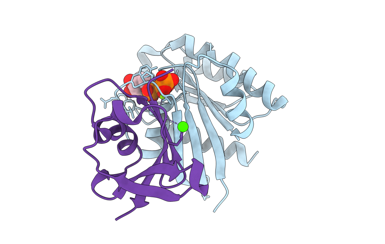 1C1Y image