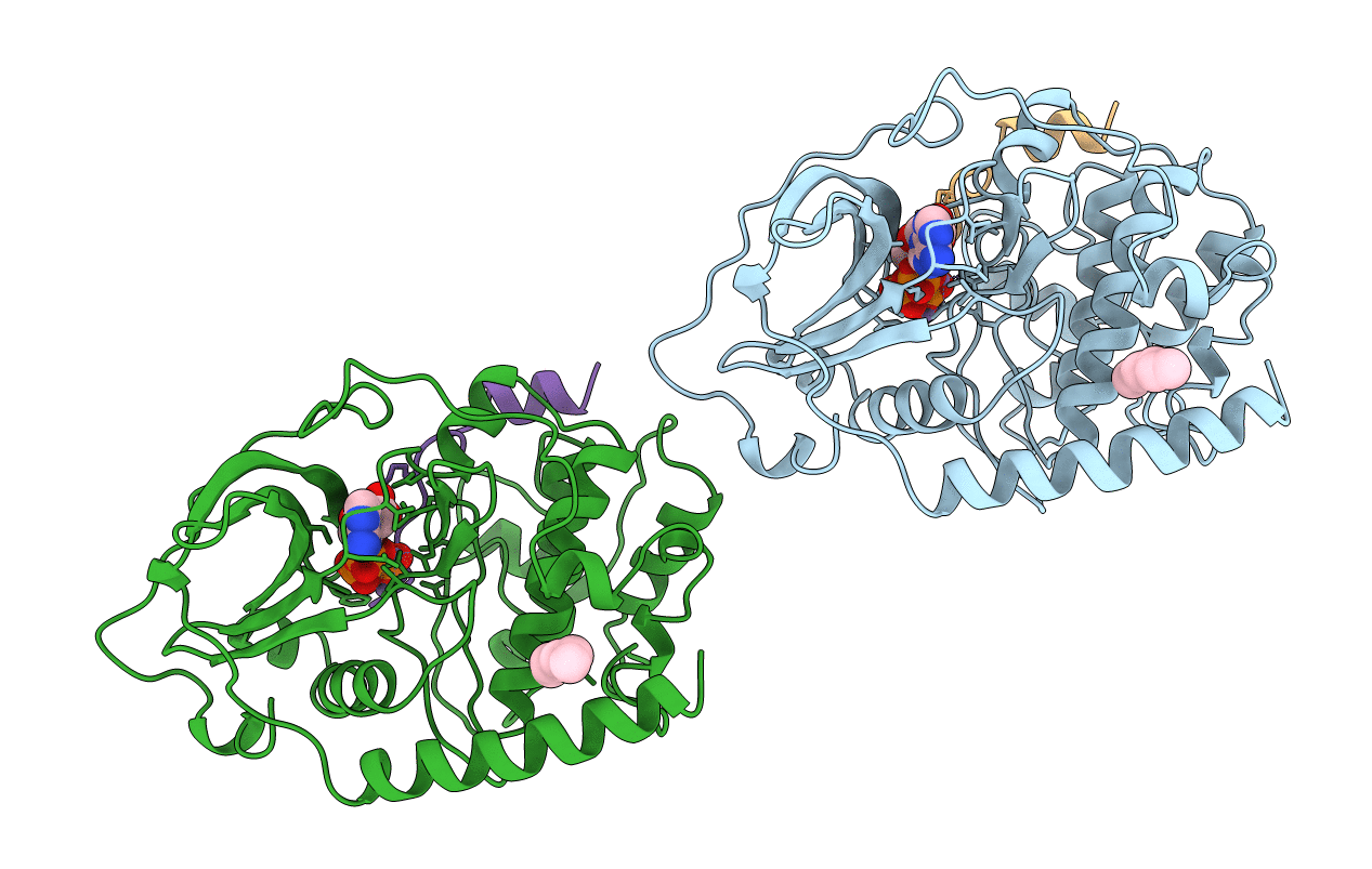 1CDK image