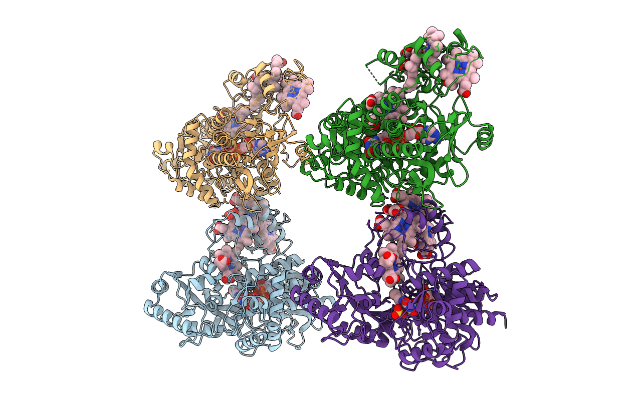 1D4C image