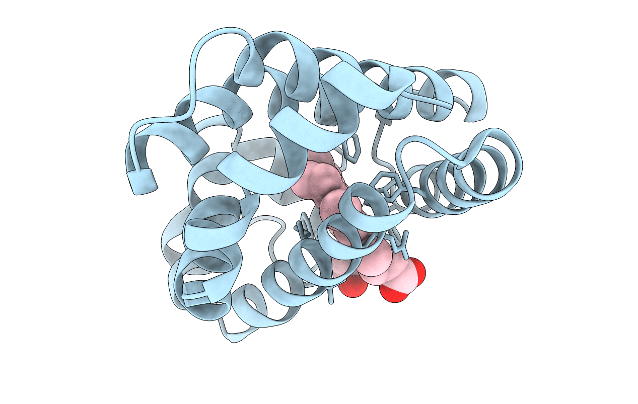 1DM1 image