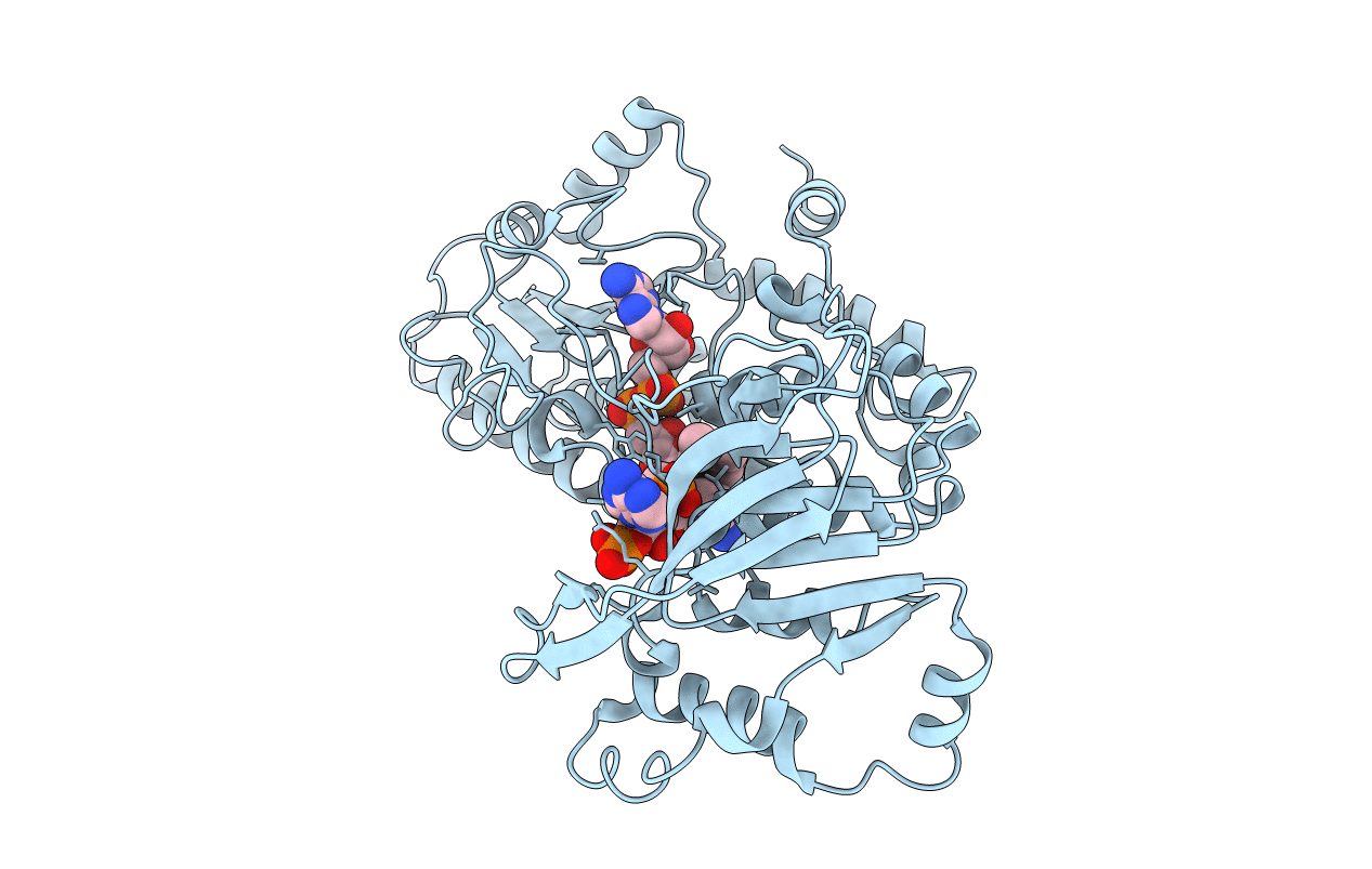 1E1L image