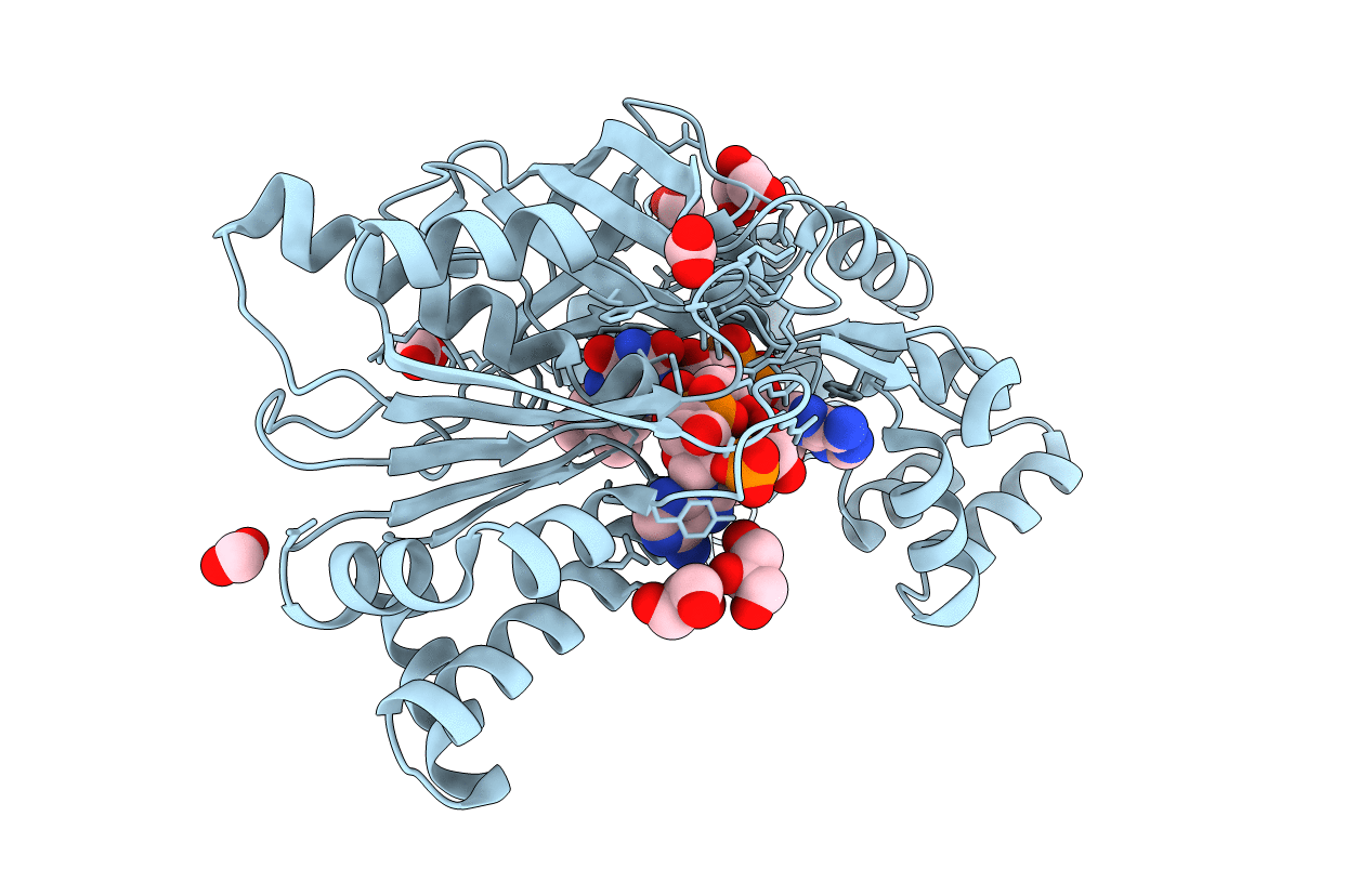 1F20 image