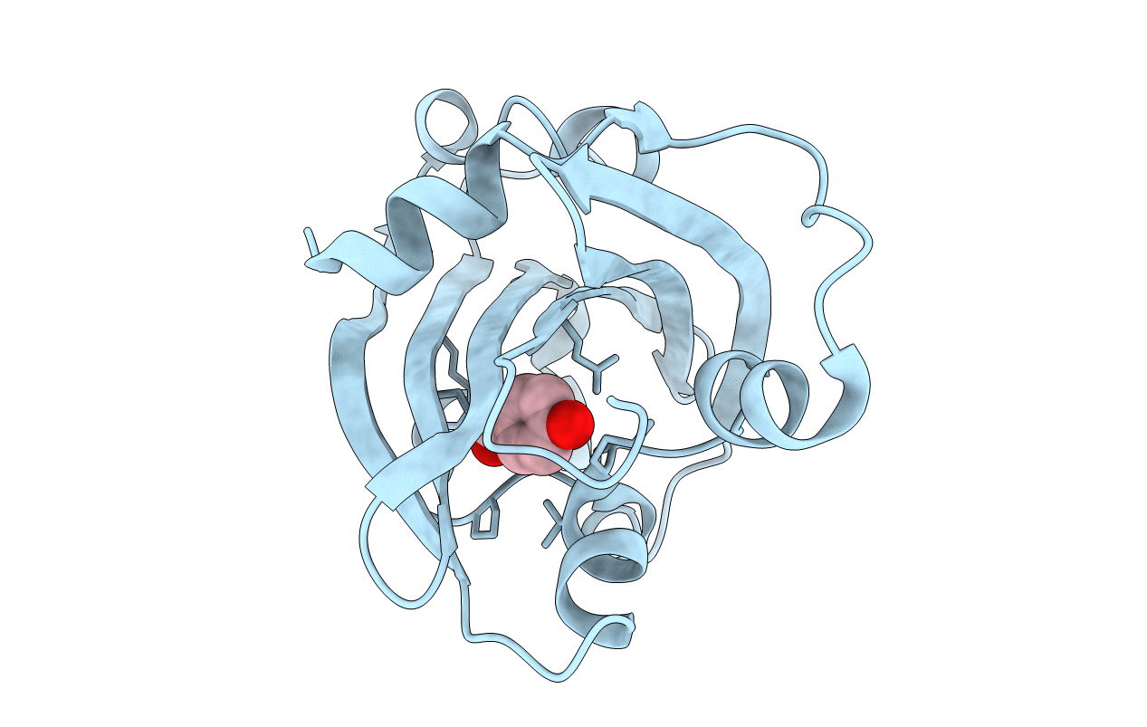 1g81 image