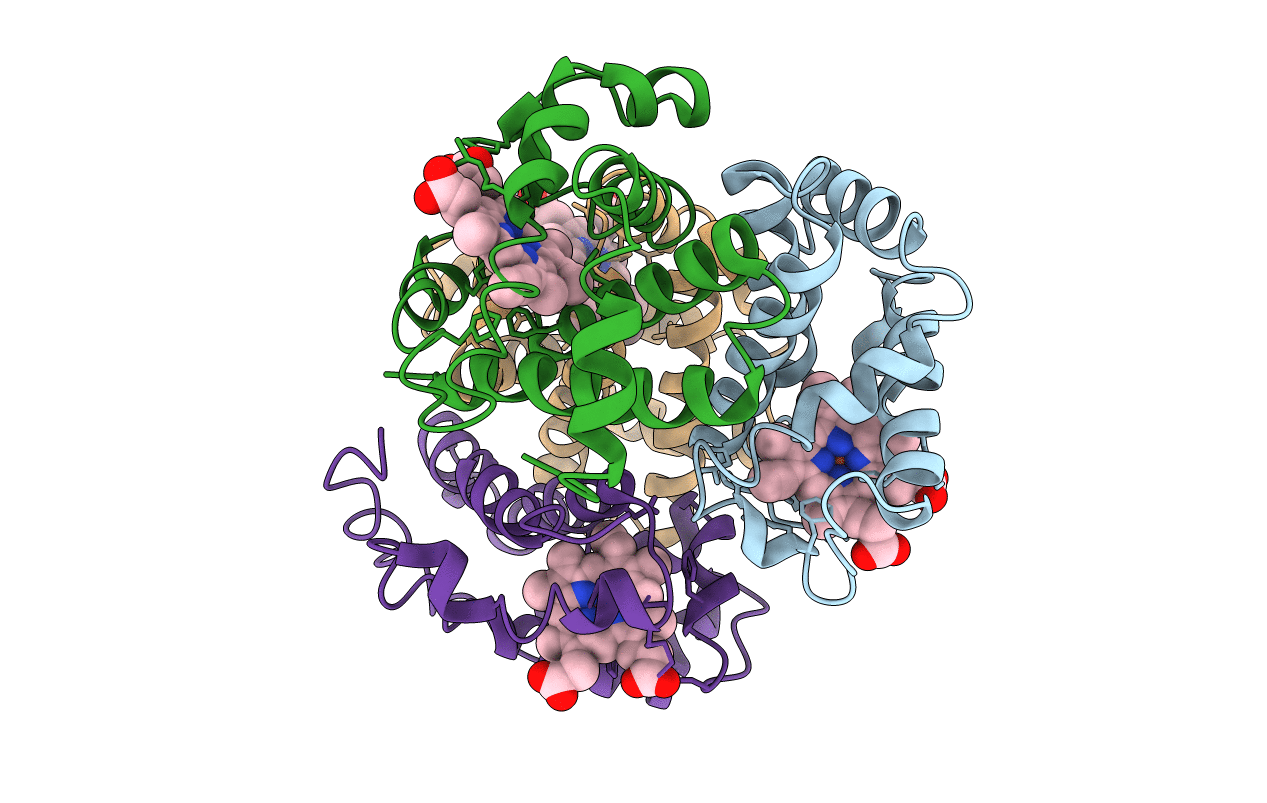 1HDS image