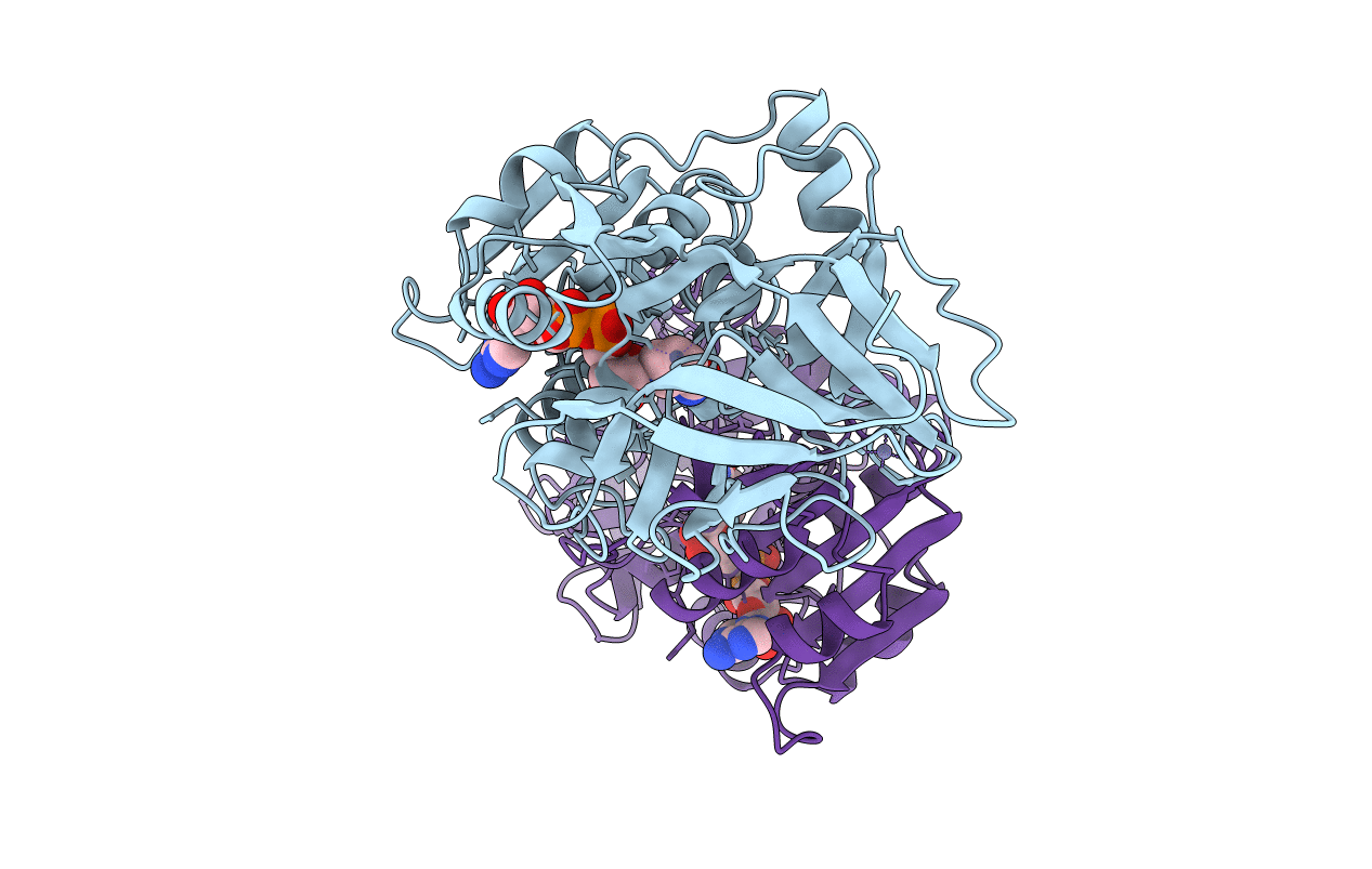 1HDZ image