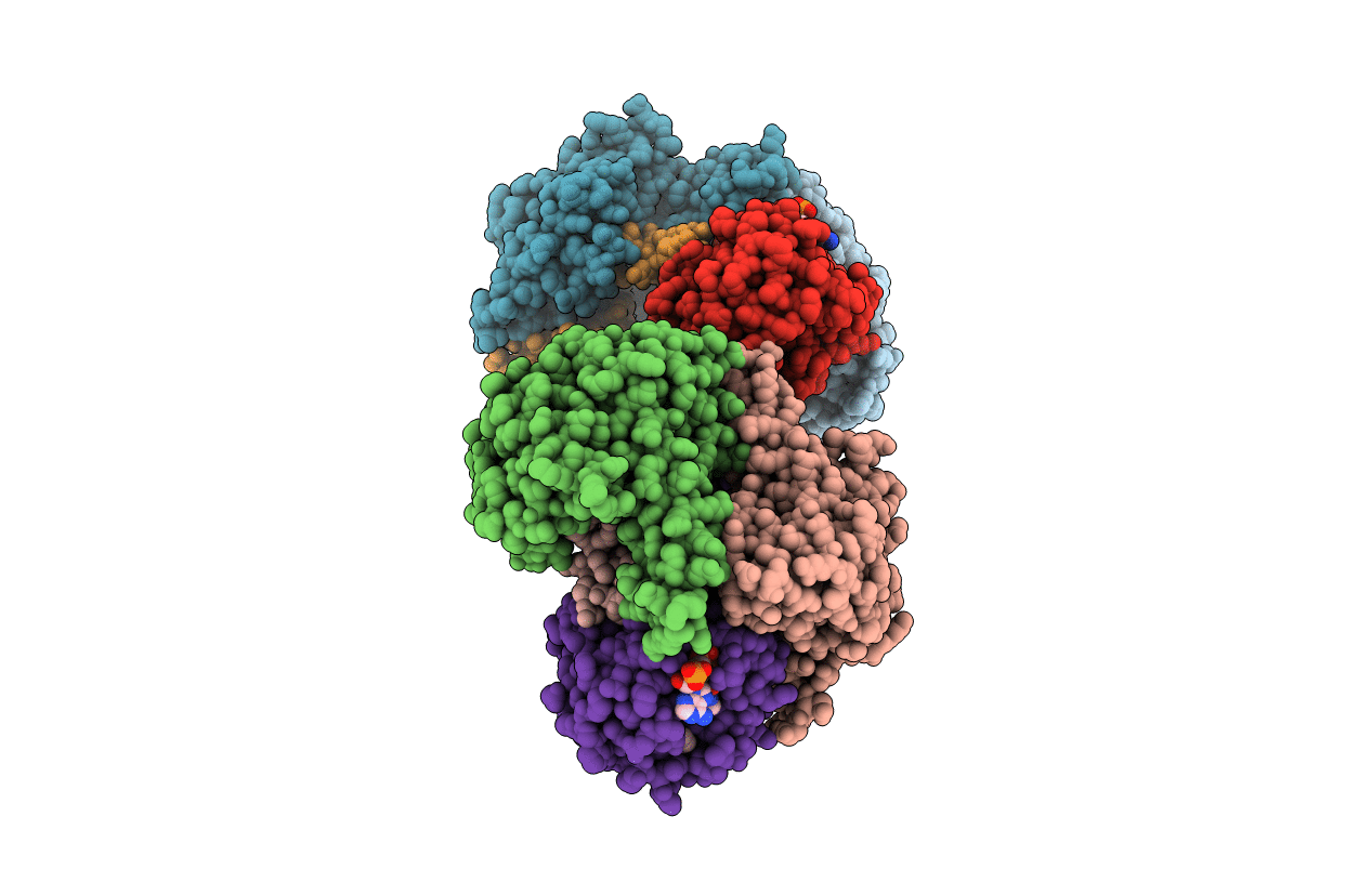 1IB1 image