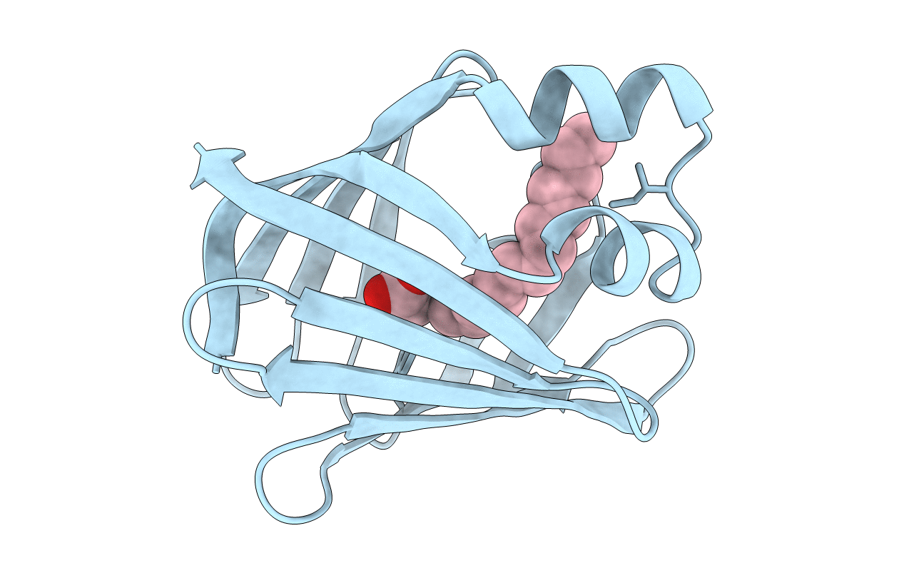 1ICN image