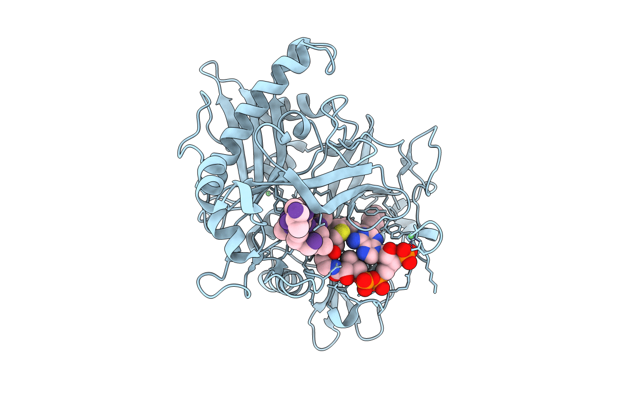 1IID image