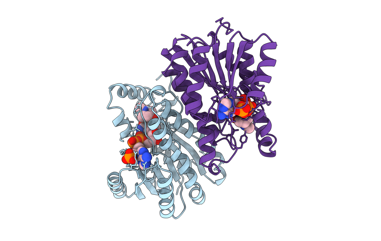 1IPF image