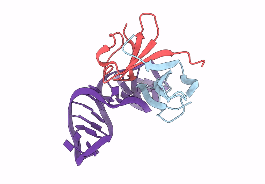 1L1C image