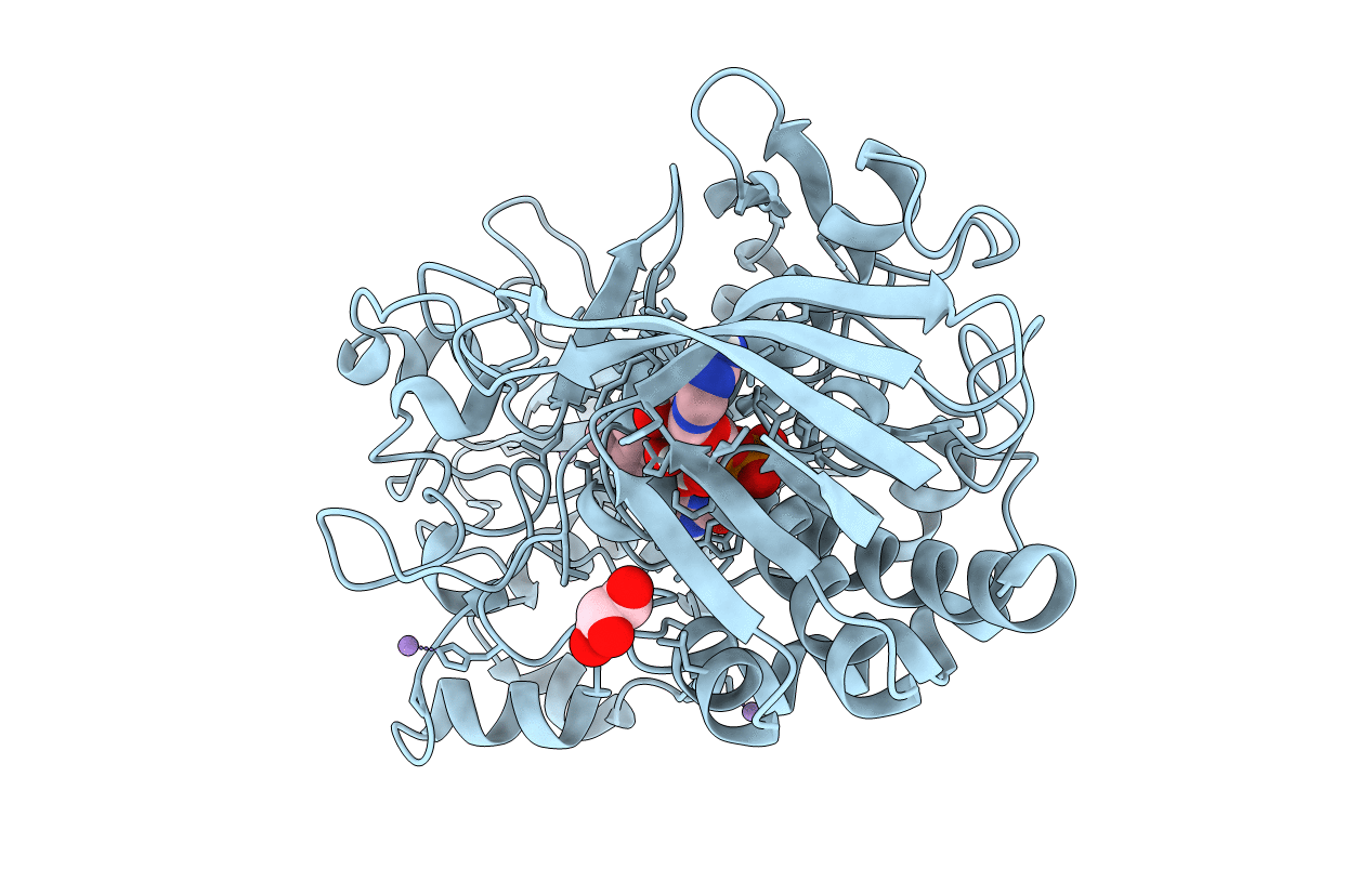 1N1P image