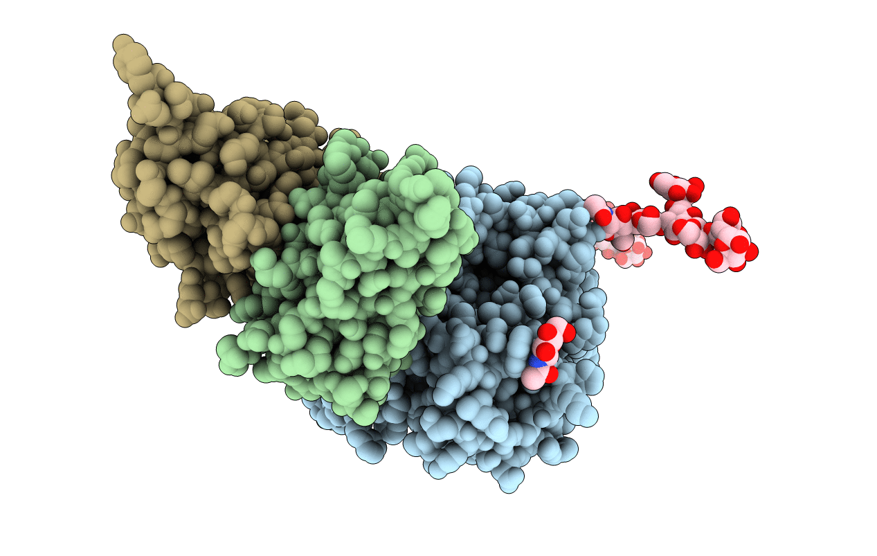1NMC image