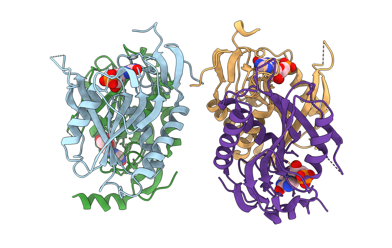 1p19 image