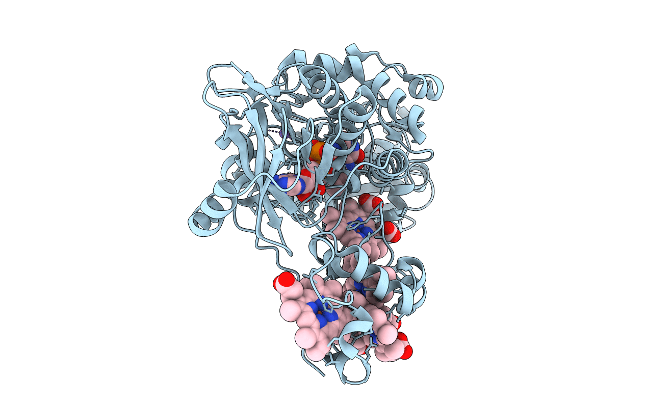 1P2H image