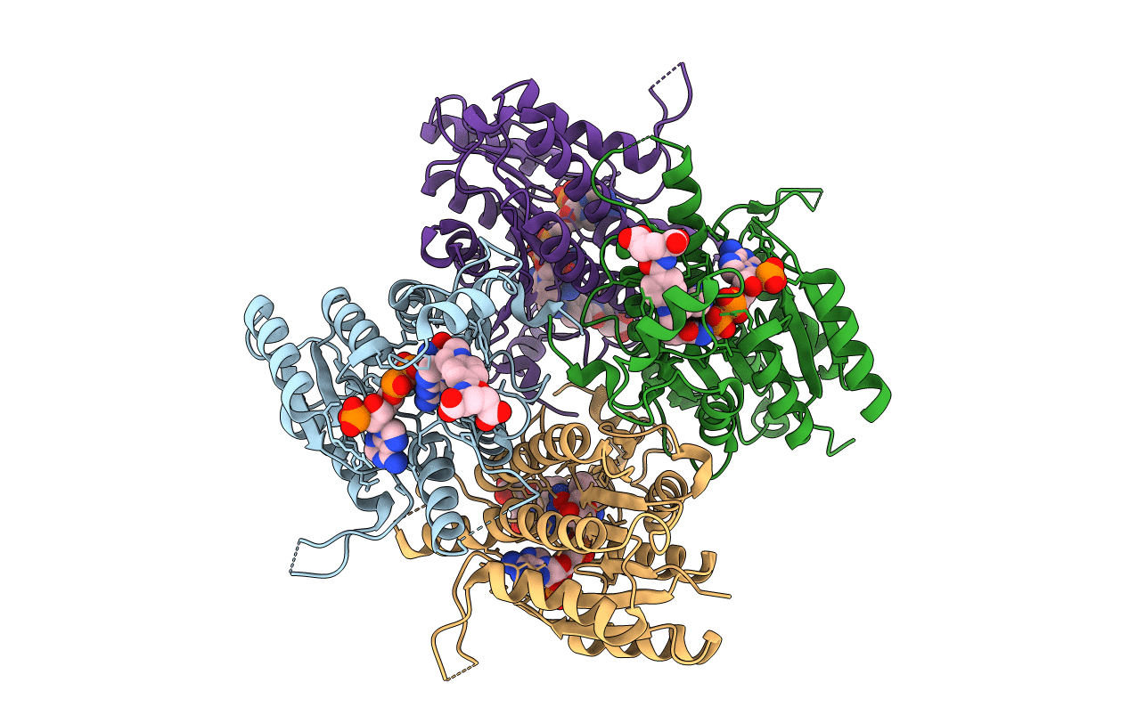 1P33 image