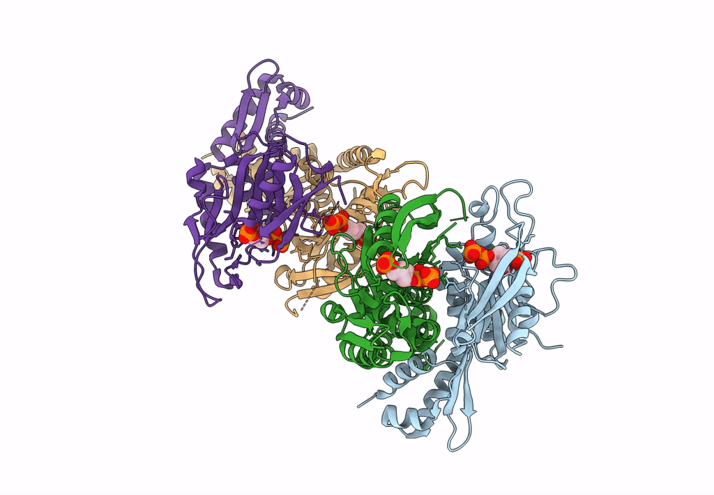 1P4A image