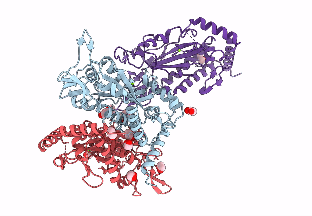 1P4D image
