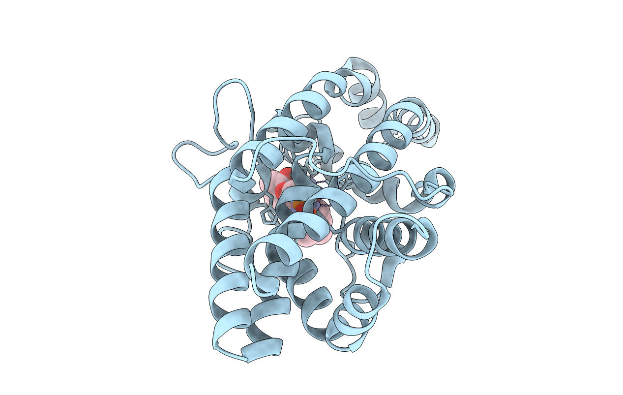 1P6D image