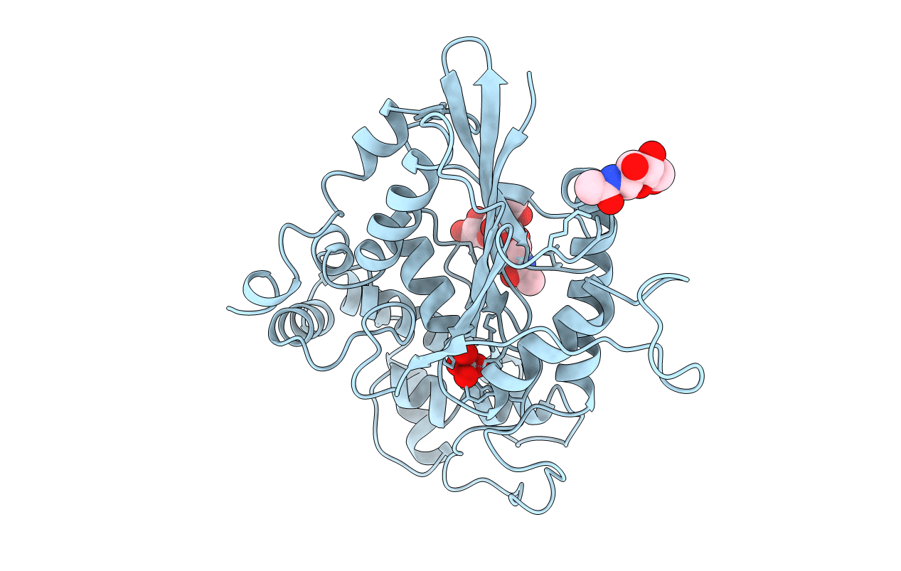 1RPT image