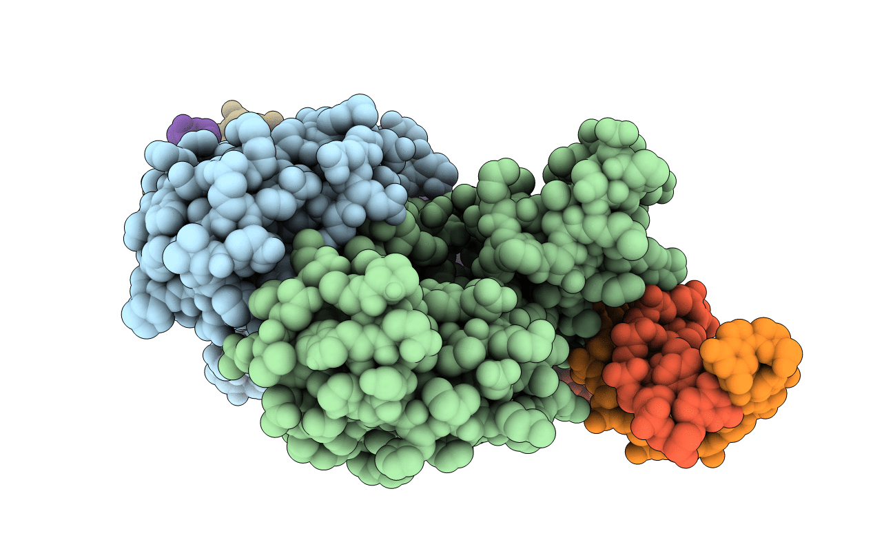 1RUO image