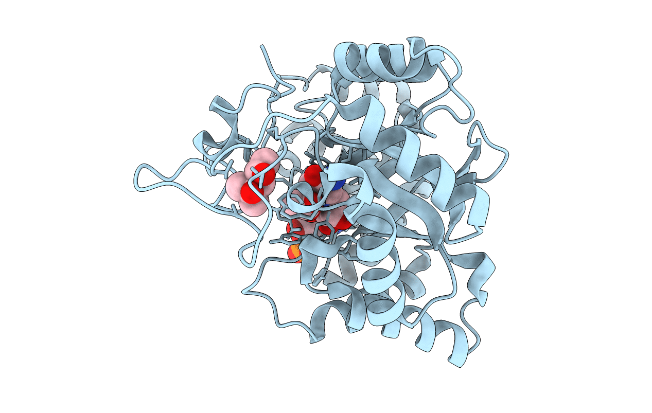 1S1P image