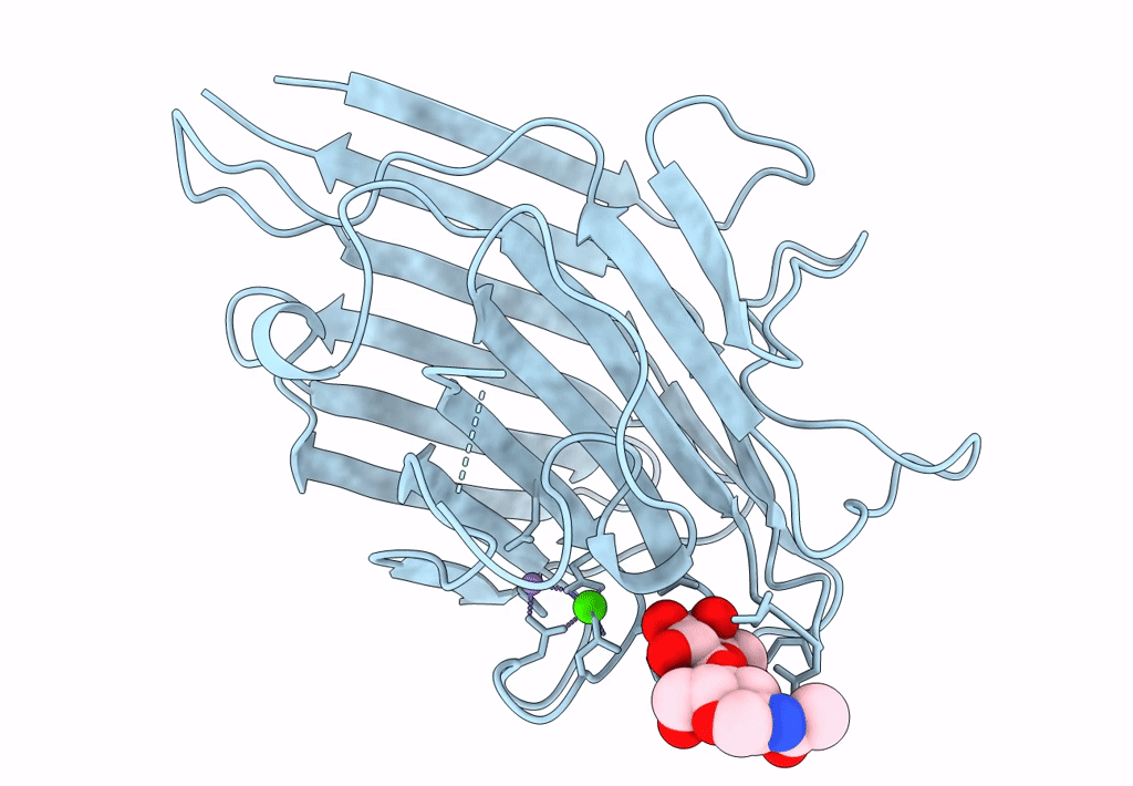1SBD image