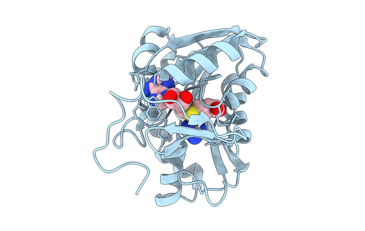 1XCL image