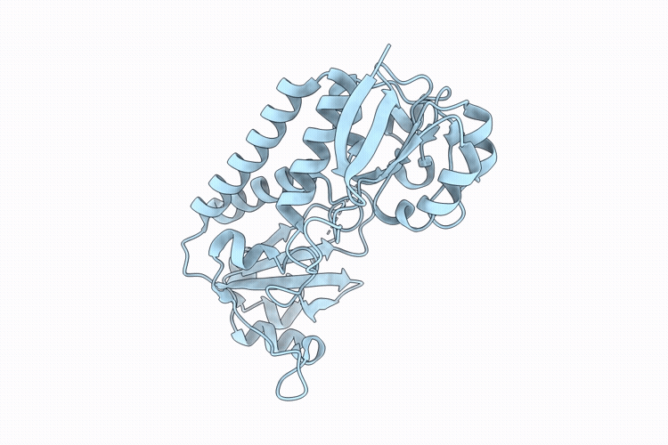21ZD image