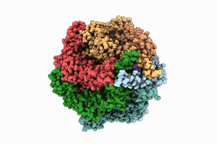 22IB image