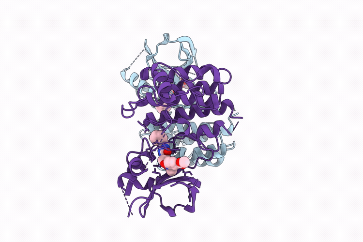 24IB image
