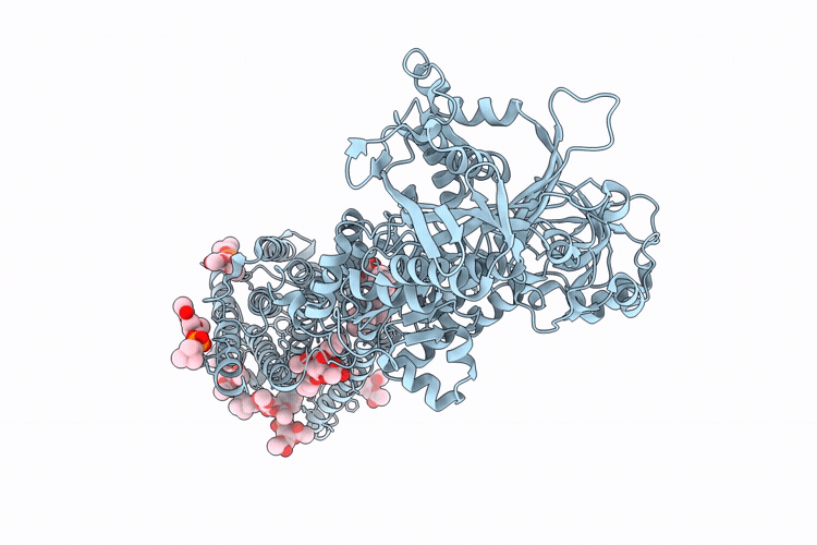 27RC image