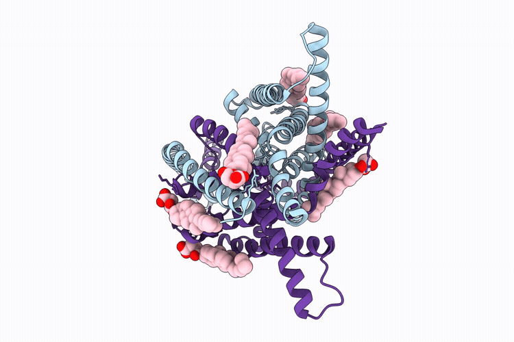 28IZ image
