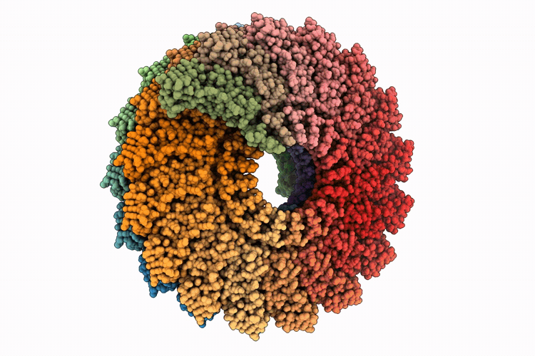28YM image