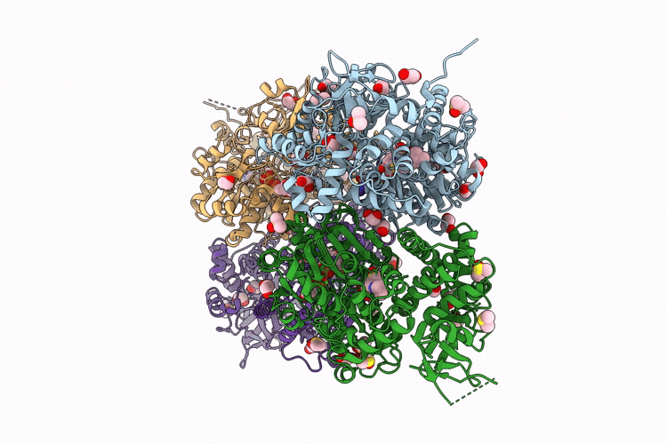 28ZP image