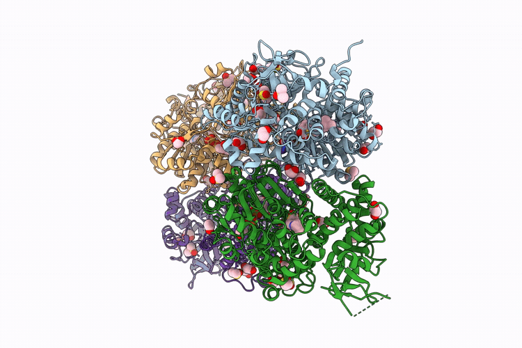 28ZR image