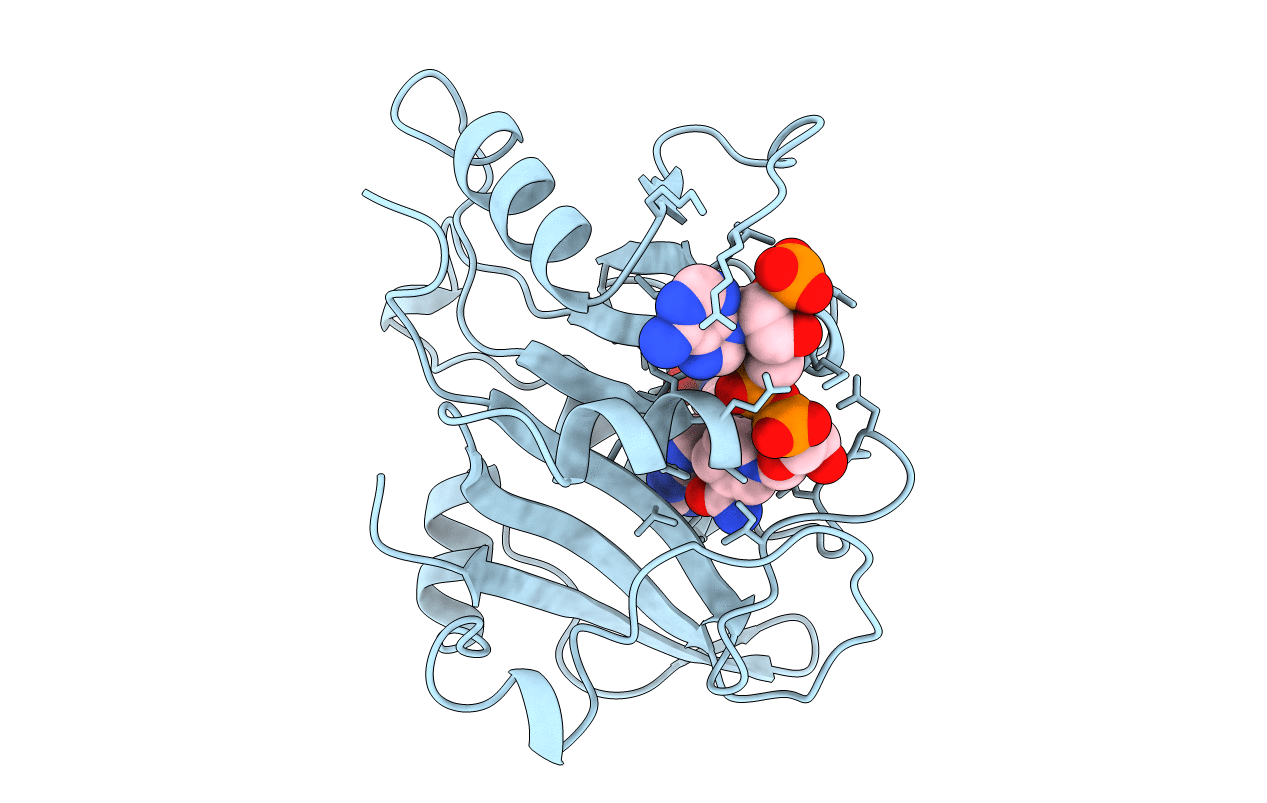 2cd2 image