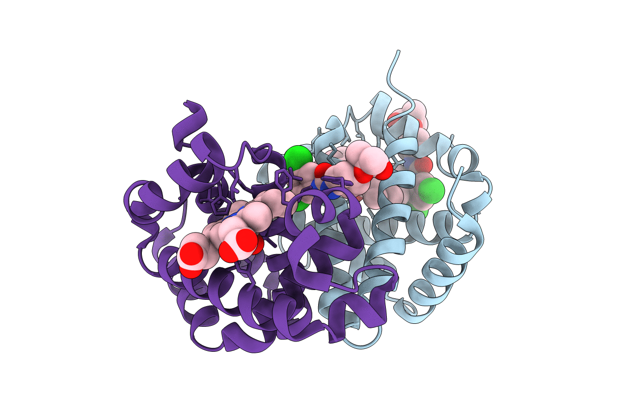 2D5X image