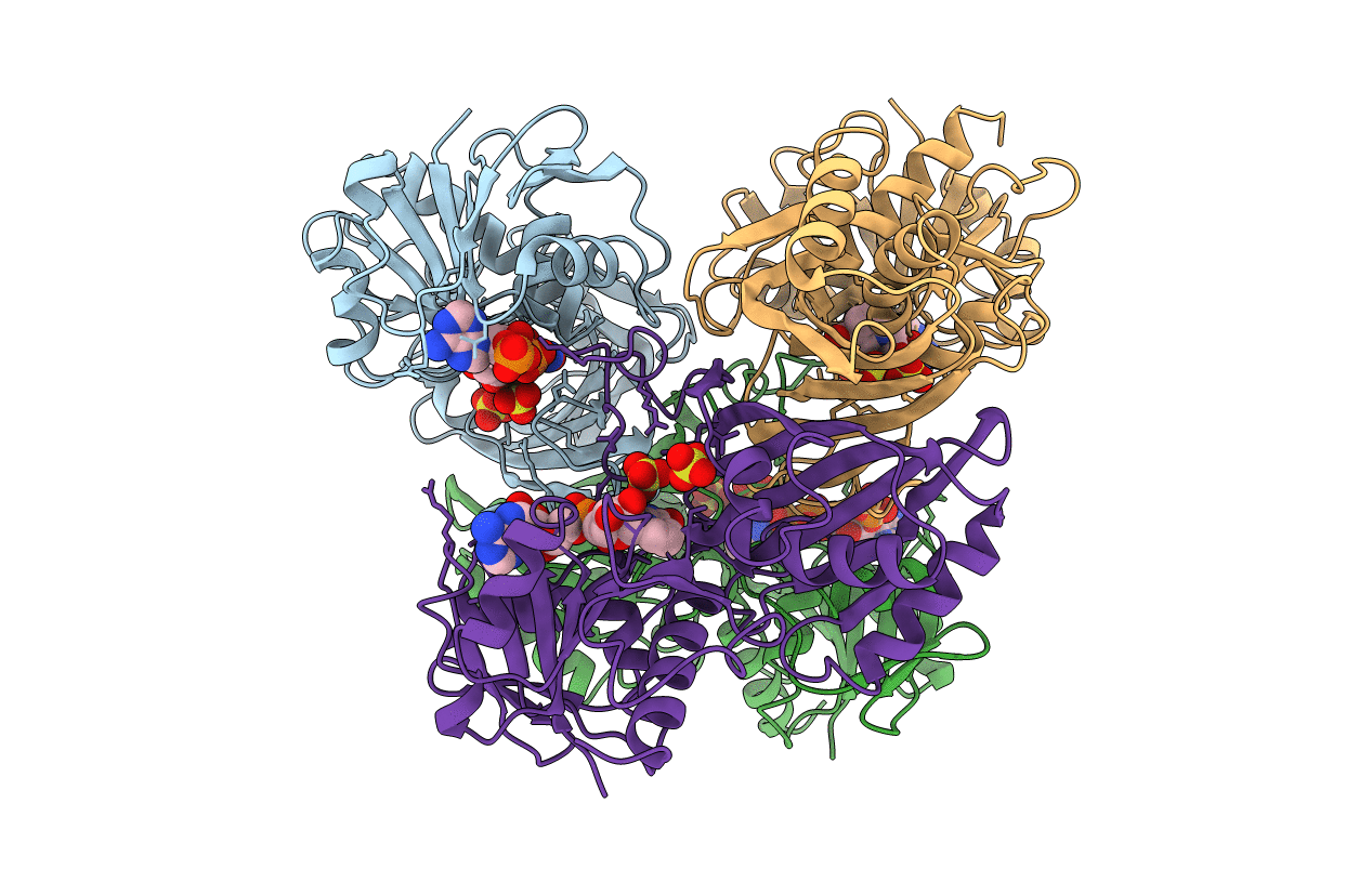 2DBV image