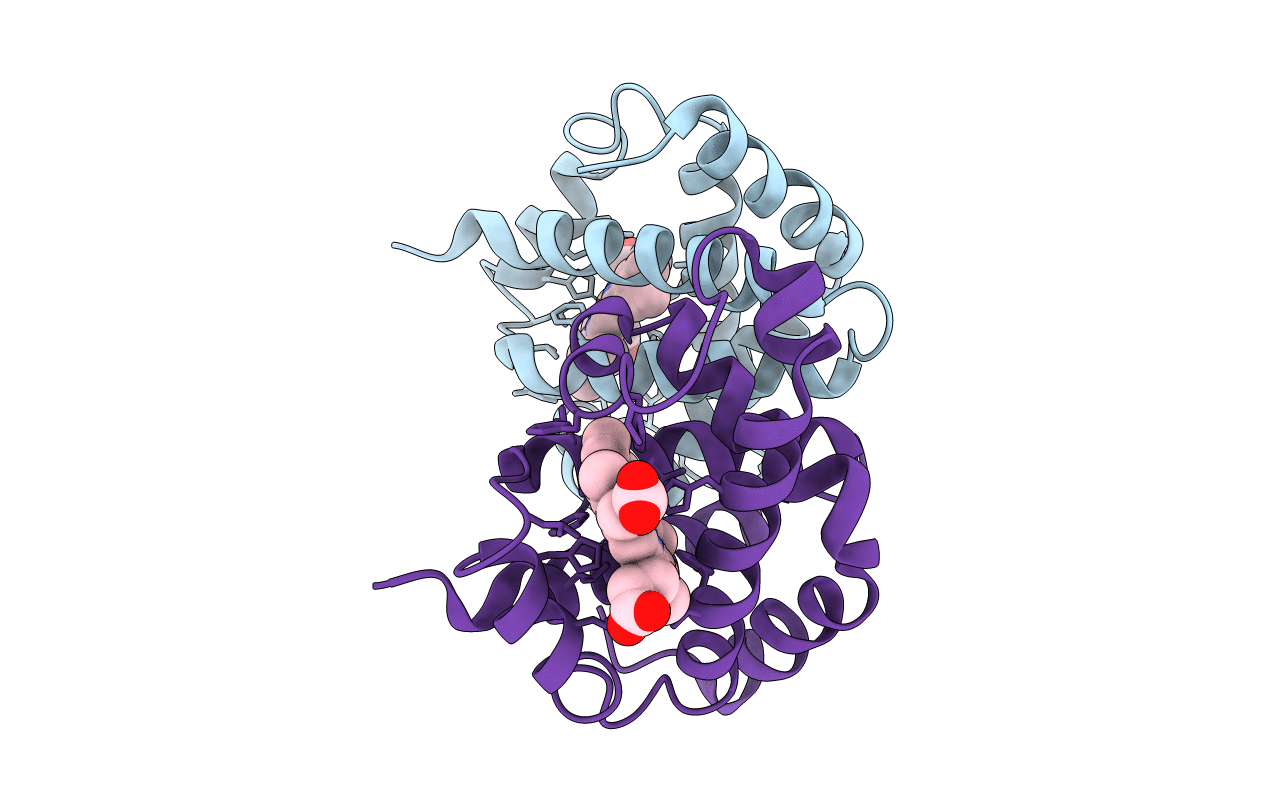 2DHB image