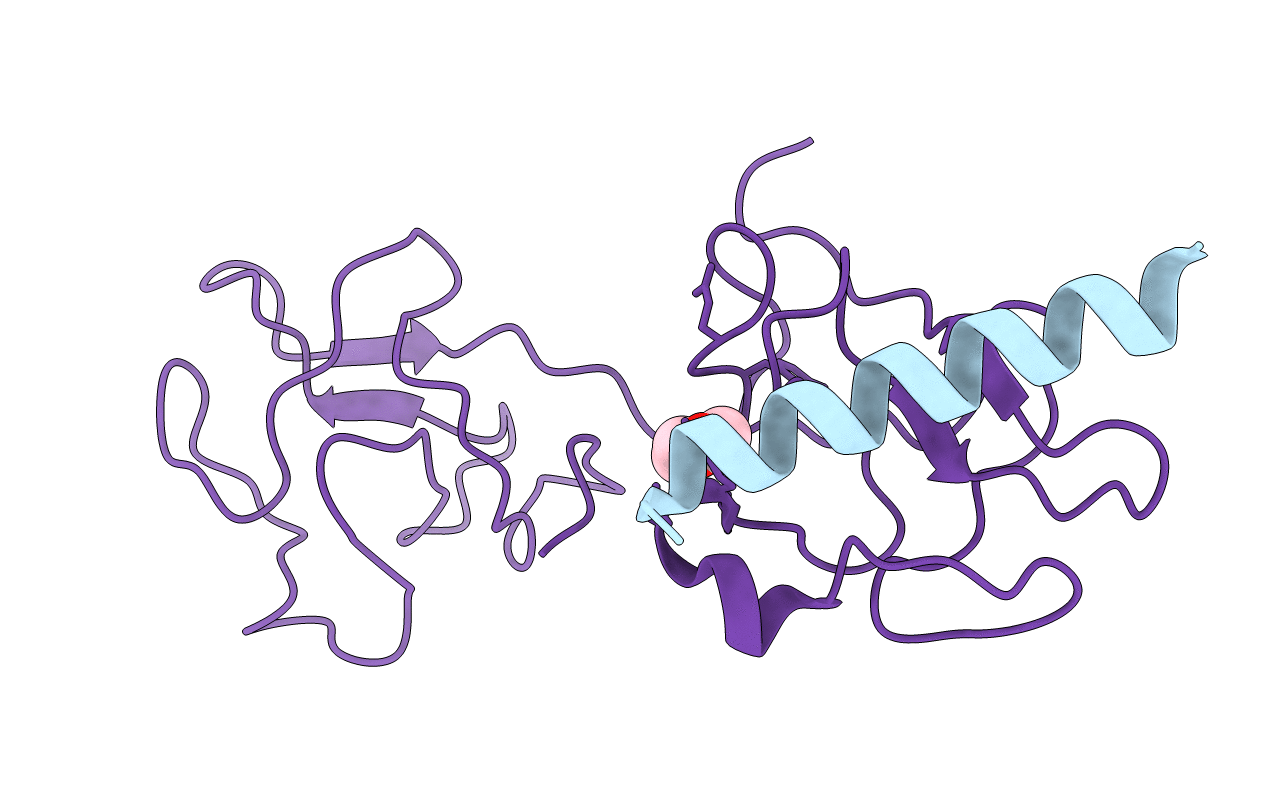 2DOH image