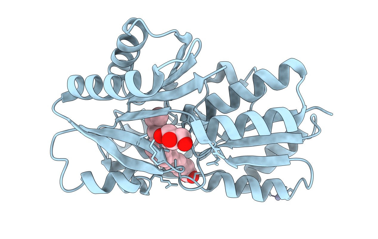 2DT8 image